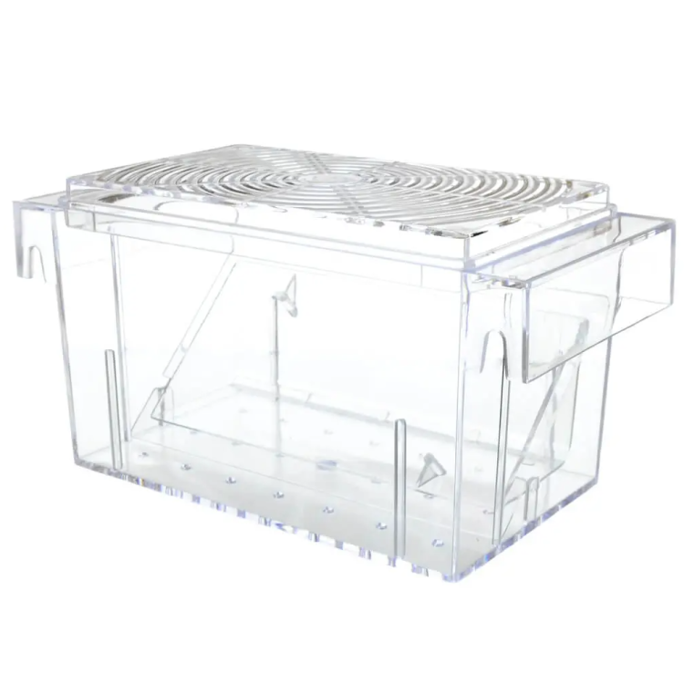 Maternitate pesti vivipari in V Boyu 16 cm - imagine 5